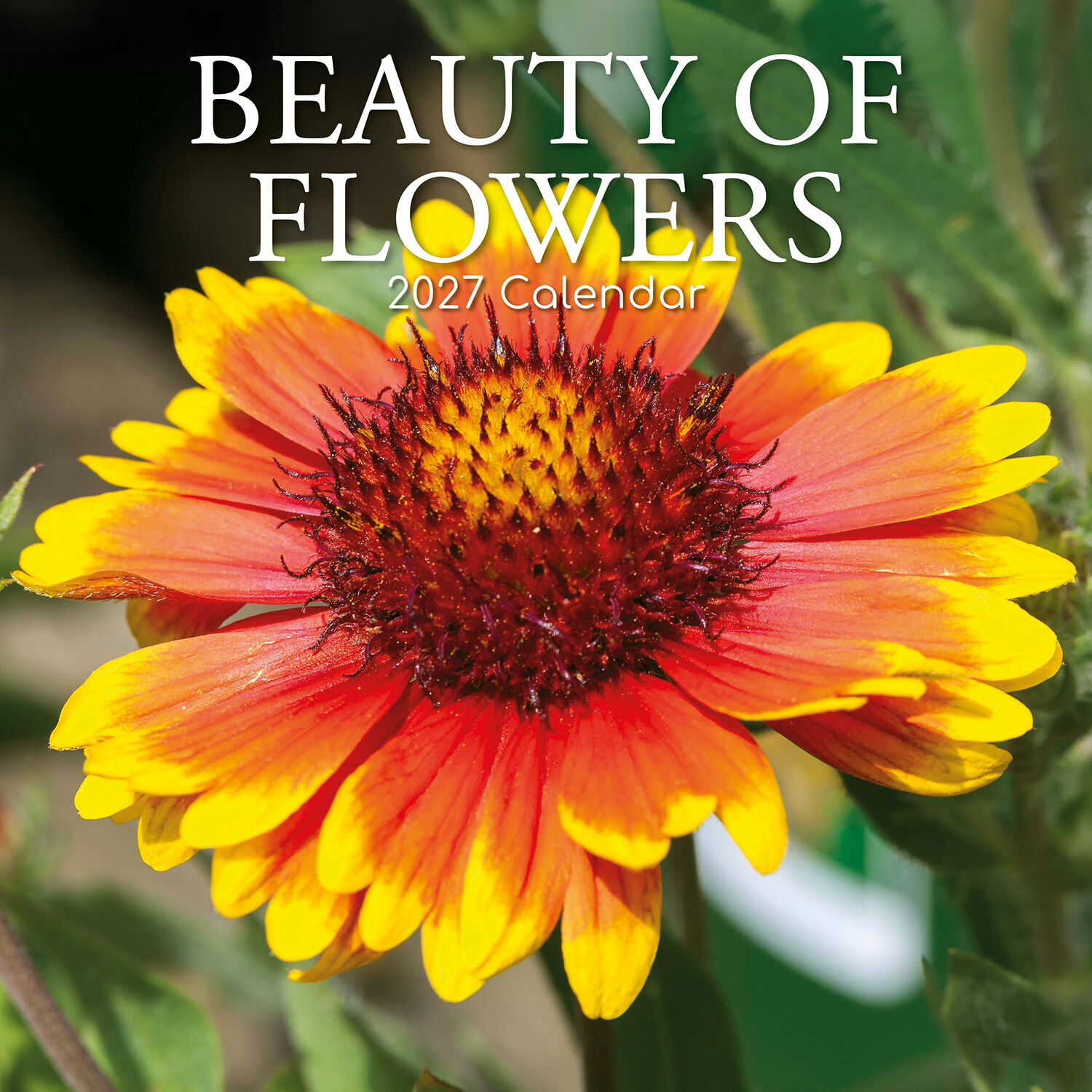 Beauty of flowers 2027 - koledar 30x30 - naslovnica knjige - Felix.si knjigarna Beauty of flowers 2027 - koledar 30x30