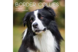 Border collies 2027 - koledar 30x30