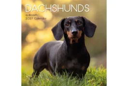 Dachshunds 2027 - koledar 30x30