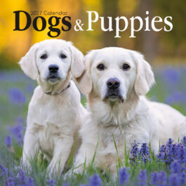 Dogs & puppies 2027 - koledar 30x30