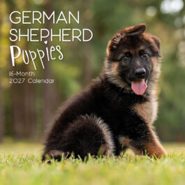 German shepherd puppies 2027 – koledar 30x30