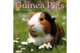 Guinea pigs 2027 - koledar 30x30