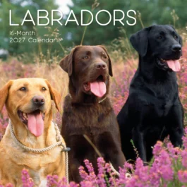 Labradors 2027 - koledar 30x30