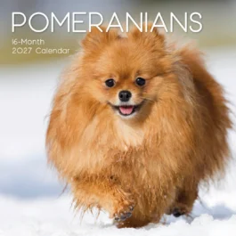 Pomeranians 2027 - koledar 30x30