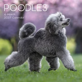 Poodles 2027 - koledar 30x30