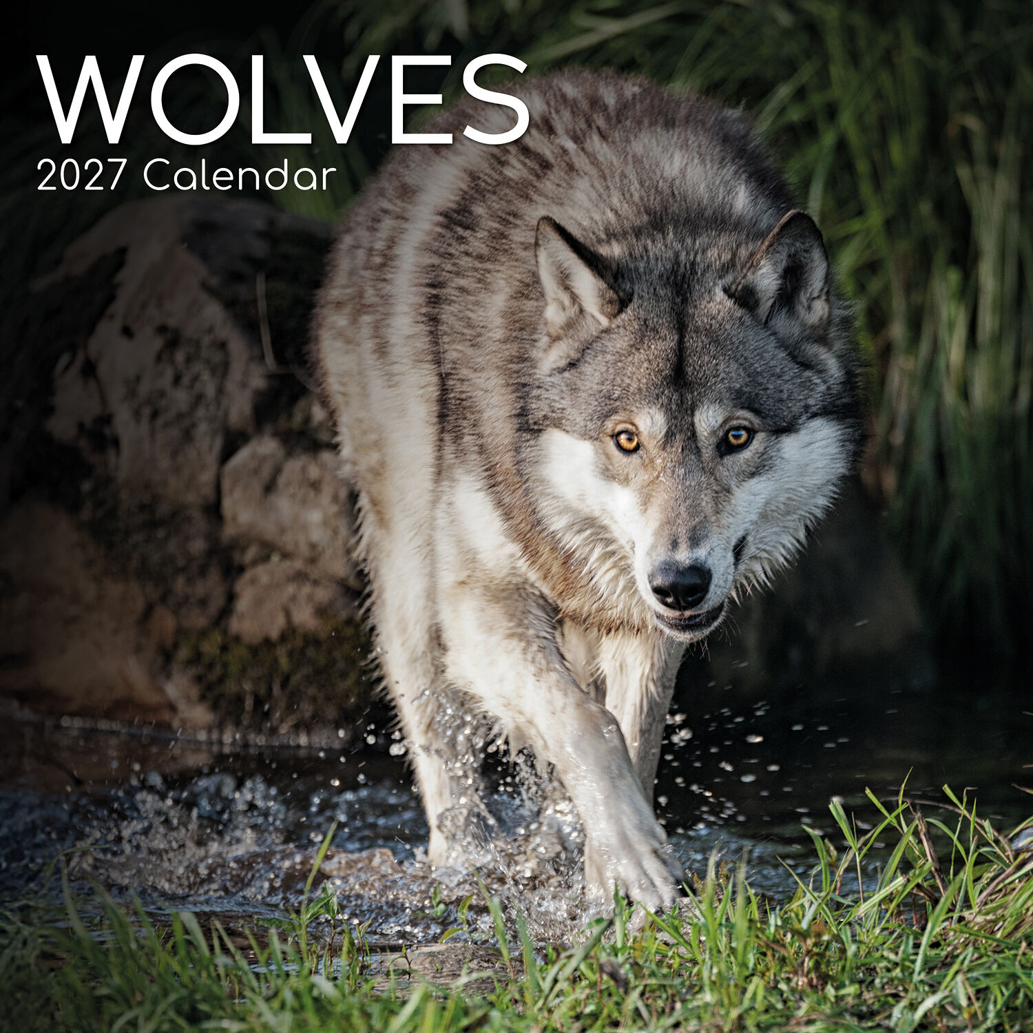 Wolves 2027 - koledar 30x30 - naslovnica knjige - Felix.si knjigarna Wolves 2027 - koledar 30x30